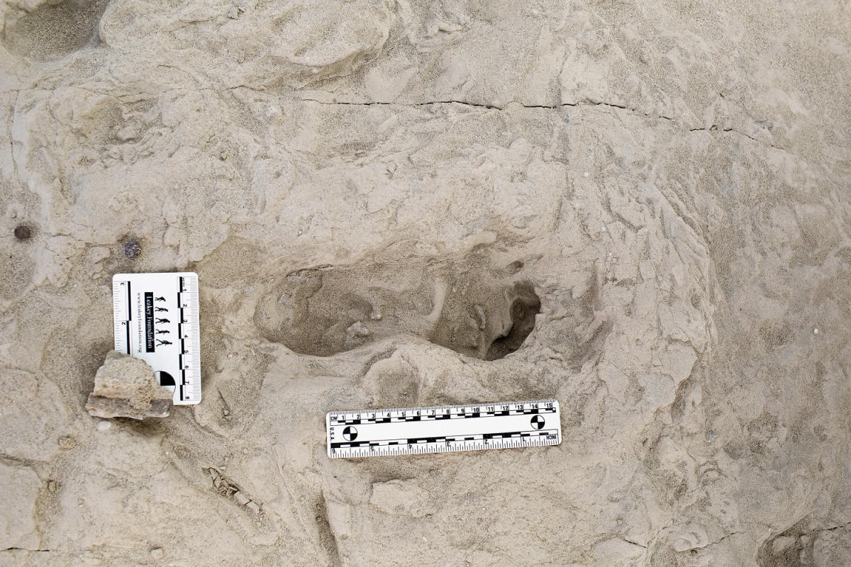 Footprints show two species of ancient human relatives shared the same ground at the same time Footprints show two species of ancient human relatives shared the same ground at the same time
