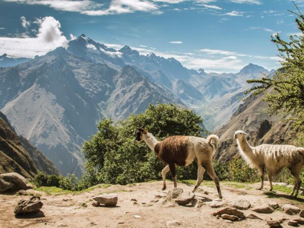 How to plan a family trip in the footsteps of Paddington Bear, from London to Peru