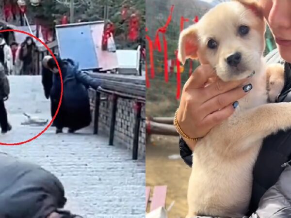 Puppy filmed being abused on Buddhist pilgrimage site in China gets adopted