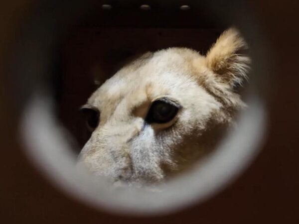 Putin gifts lion and brown bears to North Korea zoo