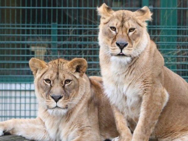 Zoo says Ukraine lionesses getting ‘second chance’