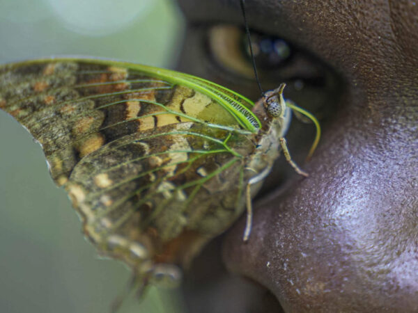 A butterfly collector in Africa with more than 4.2 million seeks to share them for the future