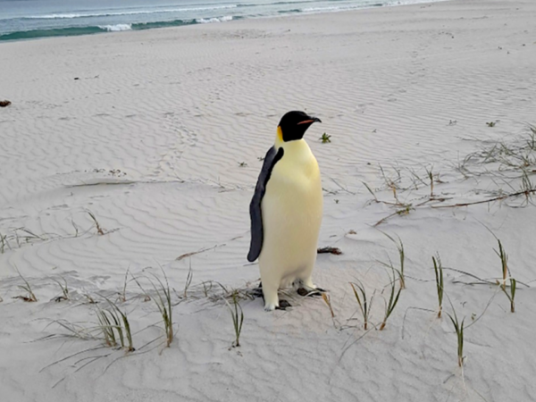 Aussie Surfers Shocked by Emperor Penguin in the Lineup (Video)
