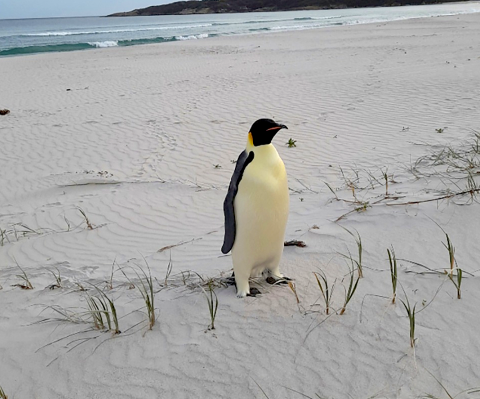 Aussie Surfers Shocked by Emperor Penguin in the Lineup (Video) Aussie Surfers Shocked by Emperor Penguin in the Lineup (Video)