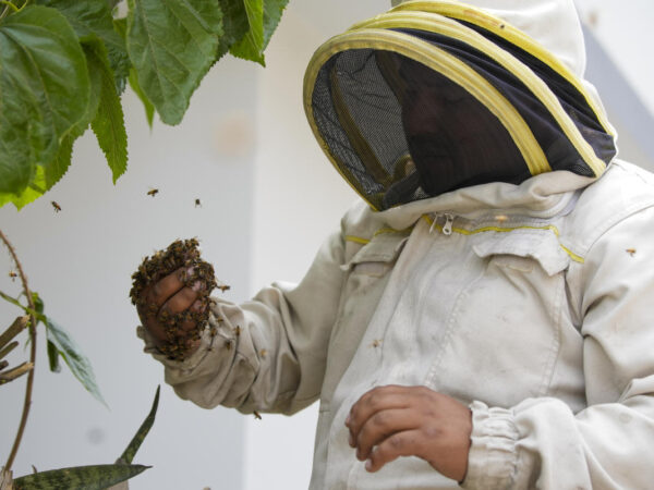 Bee ‘rescuer’ in Peruvian capital plies his trade with passion, free of charge