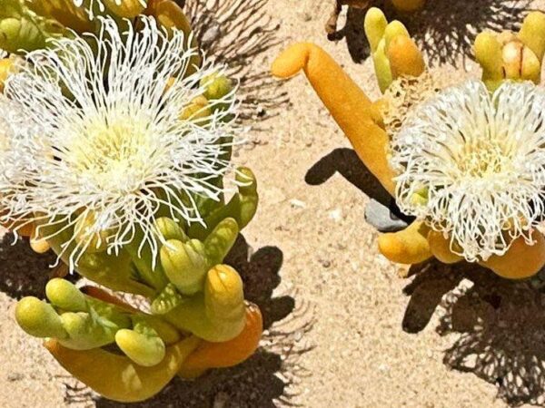 Illegal trade booms in South Africa’s ‘super-strange looking’ plants