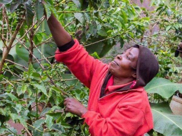Kenya’s celebrated coffee under threat as farmers hit by climate change