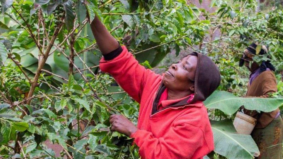 Kenya’s celebrated coffee under threat as farmers hit by climate change