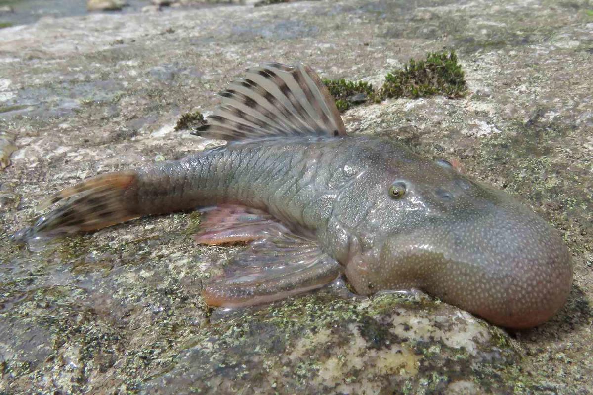 Scientists Discover 27 New Species in Densely Populated Area Packed with ‘Mystery’ Animals Scientists Discover 27 New Species in Densely Populated Area Packed with ‘Mystery’ Animals