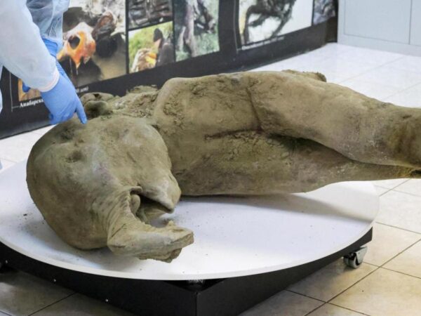 Scientists unveil 50,000-year-old baby mammoth