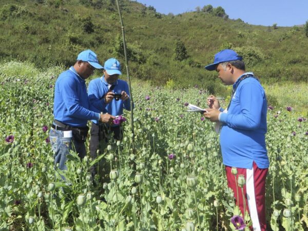 UN drug experts say opium production has leveled off in Myanmar, but instability may trigger a rise