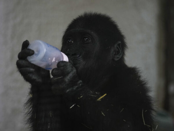 A young gorilla rescued from aircraft hold recovers at Istanbul zoo