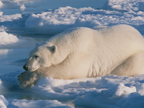 How do polar bears keep ice off their fur? Grease.