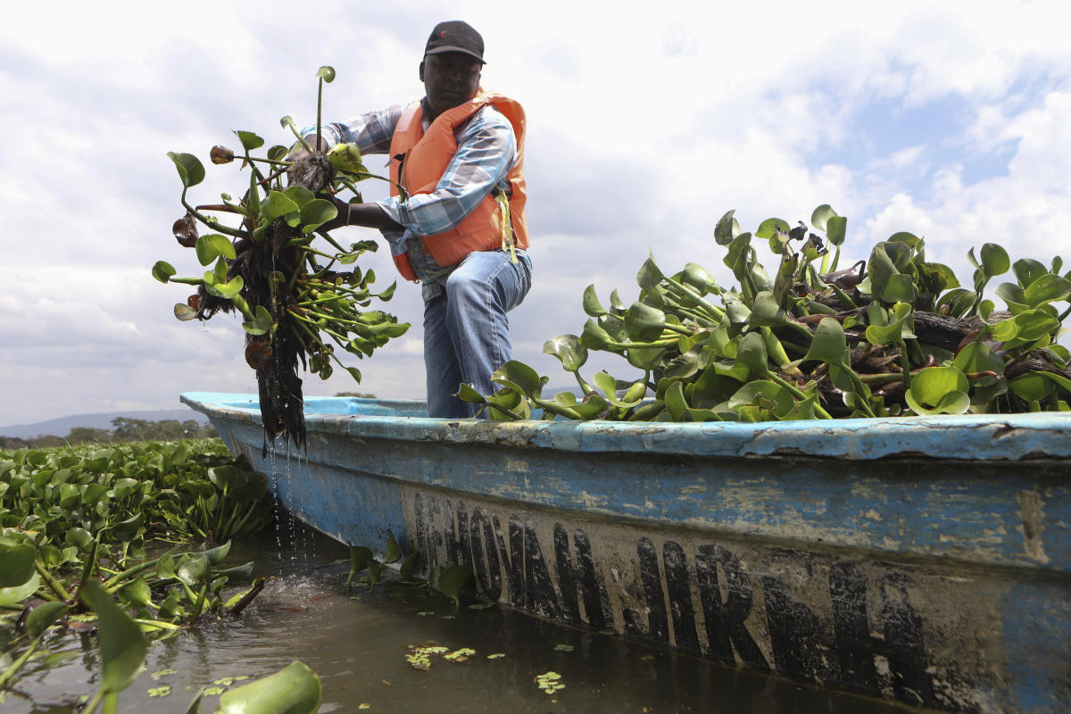 How the invasive water hyacinth is threatening fishermen’s livelihoods on a popular Kenyan lake