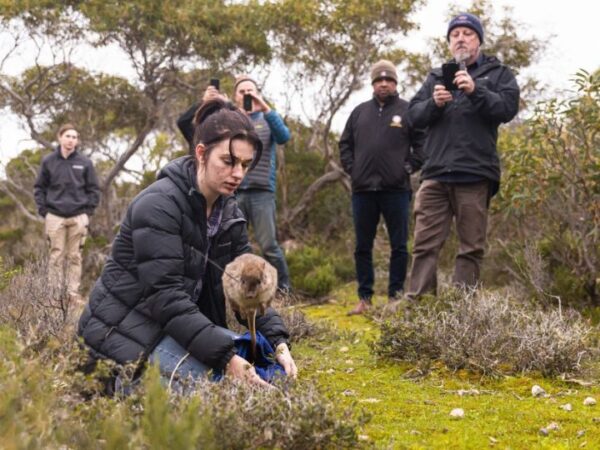 It looks like a tiny kangaroo and it’s bouncing back from the brink of extinction