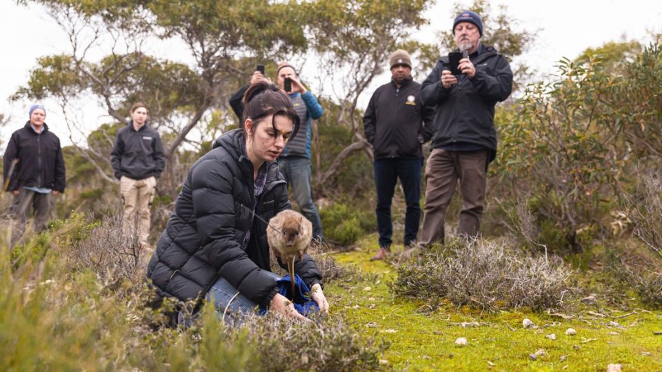 It looks like a tiny kangaroo and it’s bouncing back from the brink of extinction