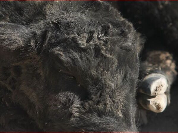 Local rancher saves calf amid arctic blast conditions