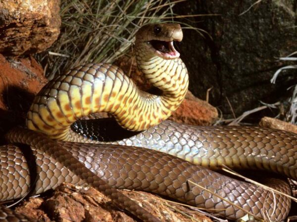 Man Finds ‘Highly Venomous’ Snake Hiding in His Car During Shopping Trip