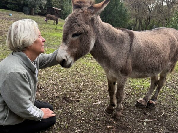 Perry the Donkey, Model for ‘Shrek,’ Dies at 30