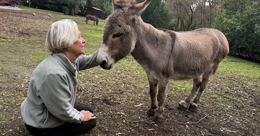 Perry the Donkey, Model for ‘Shrek,’ Dies at 30 Perry the Donkey, Model for ‘Shrek,’ Dies at 30