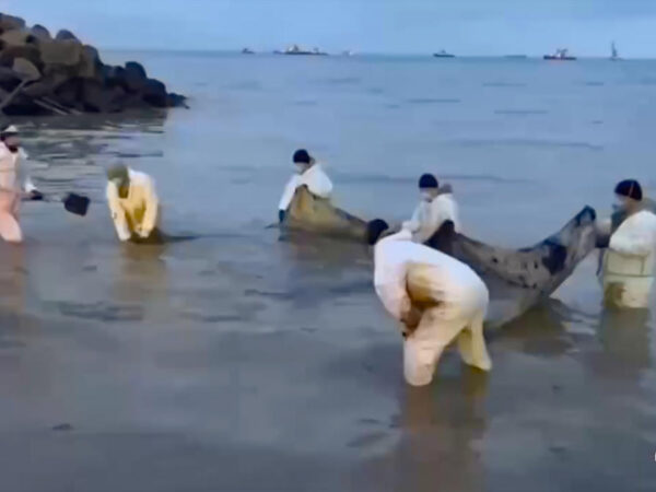 Russia forms an emergency task force as Kerch Strait oil spill continues to spread