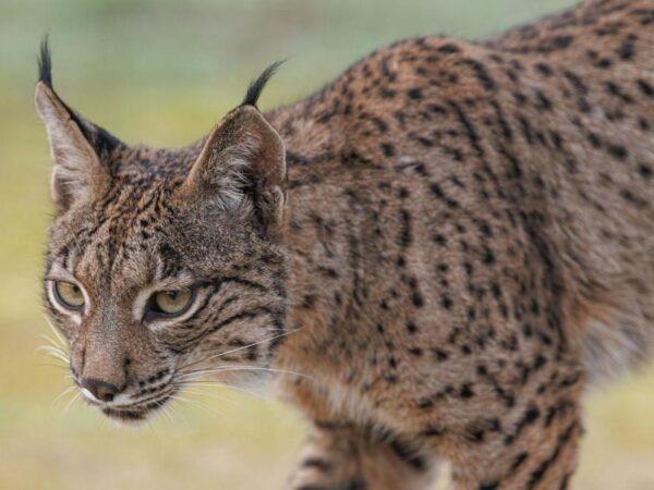 The slow return of the Iberian lynx