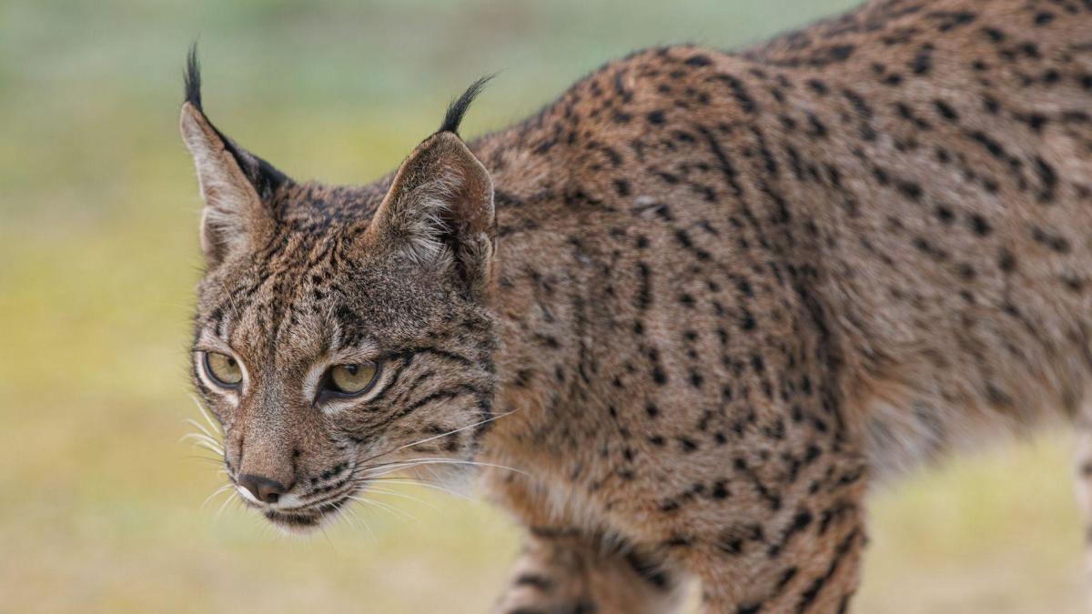 The slow return of the Iberian lynx
