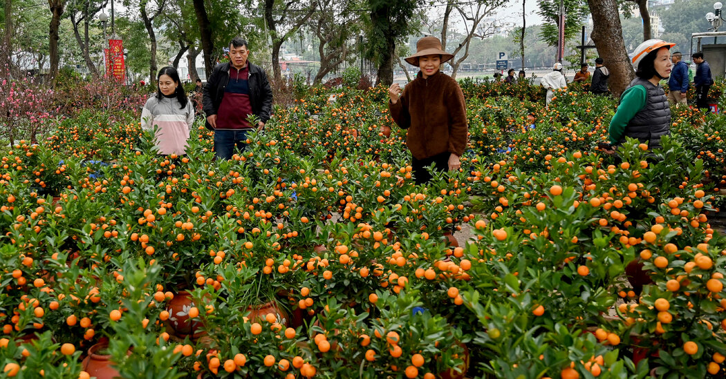 Typhoon Yagi Scrambles Vietnam’s Lunar New Year Tradition