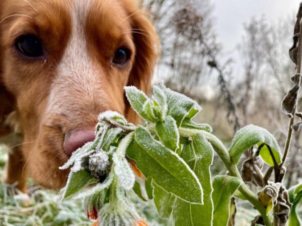 Your striking pictures of snow and frost across UK