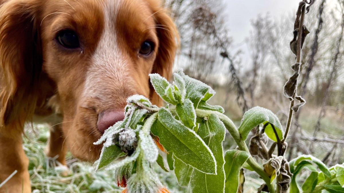 Your striking pictures of snow and frost across UK