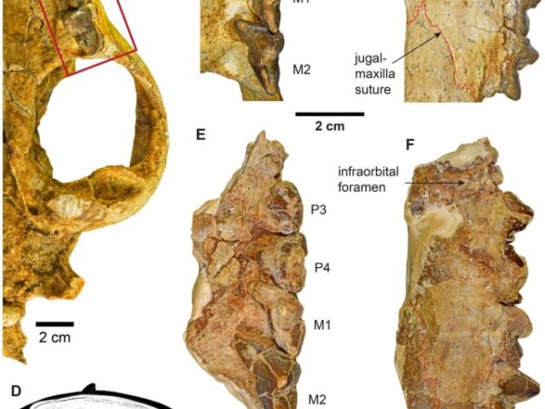 30-Million-Year-Old Hypercarnivore Skull ‘Dream Find’ For Paleontologists