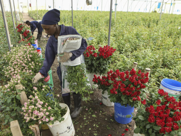 Invasive bugs and toxic pesticides hurt Kenya’s exports