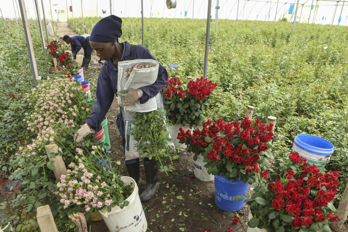 Invasive bugs and toxic pesticides hurt Kenya’s exports