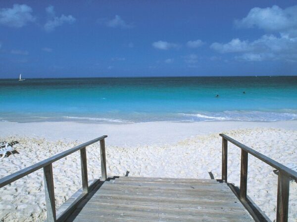 Shark Bites Tourist Who Was Trying to Take Photo With It