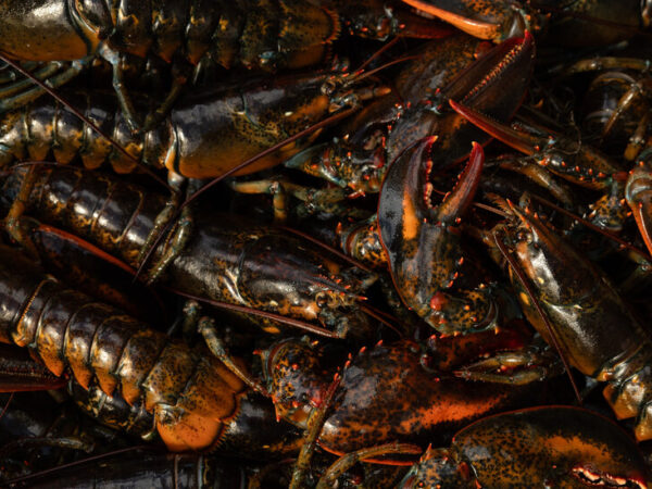 The Dark Side of Canada’s Fight Over Lobster