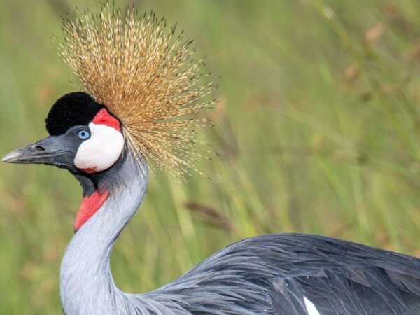 Why Uganda’s iconic crested crane faces extinction