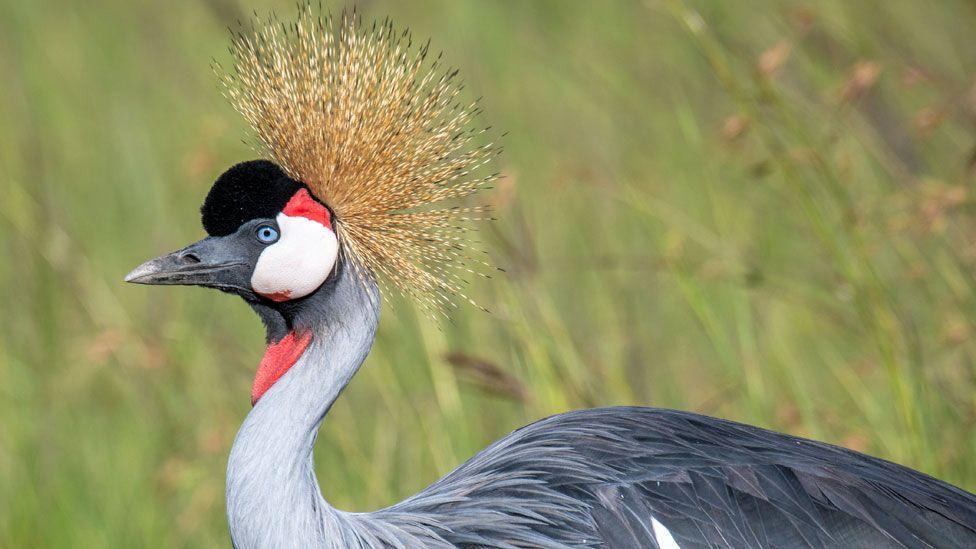 Why Uganda’s iconic crested crane faces extinction