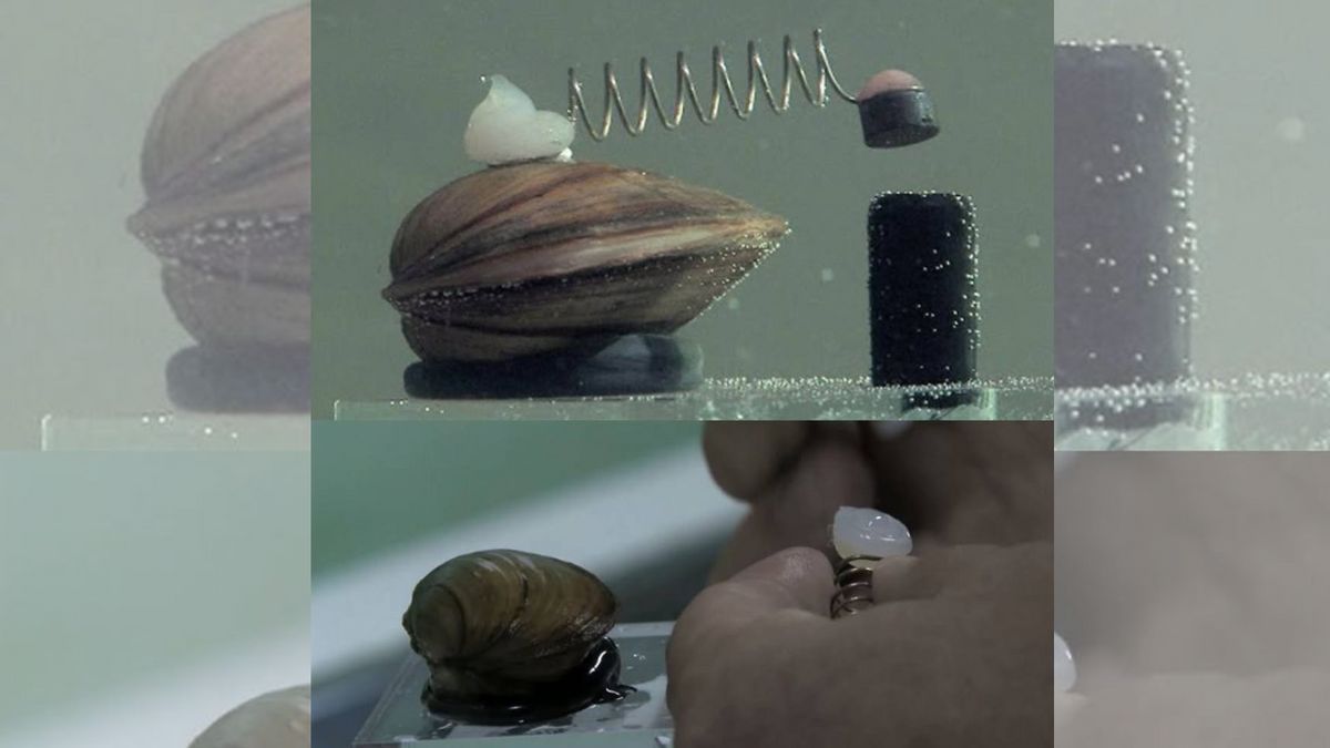 No, mussels don’t shut off Warsaw’s water supply if they sense toxins — but they help monitor it No, mussels don’t shut off Warsaw’s water supply if they sense toxins — but they help monitor it