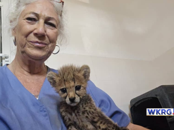 Saving cheetahs — what 1 woman is doing to help save the big cats from extinction