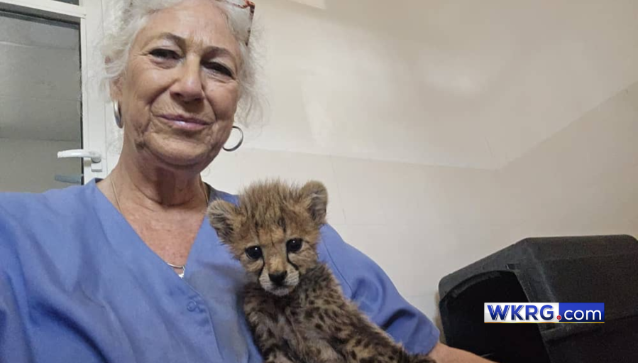Saving cheetahs — what 1 woman is doing to help save the big cats from extinction