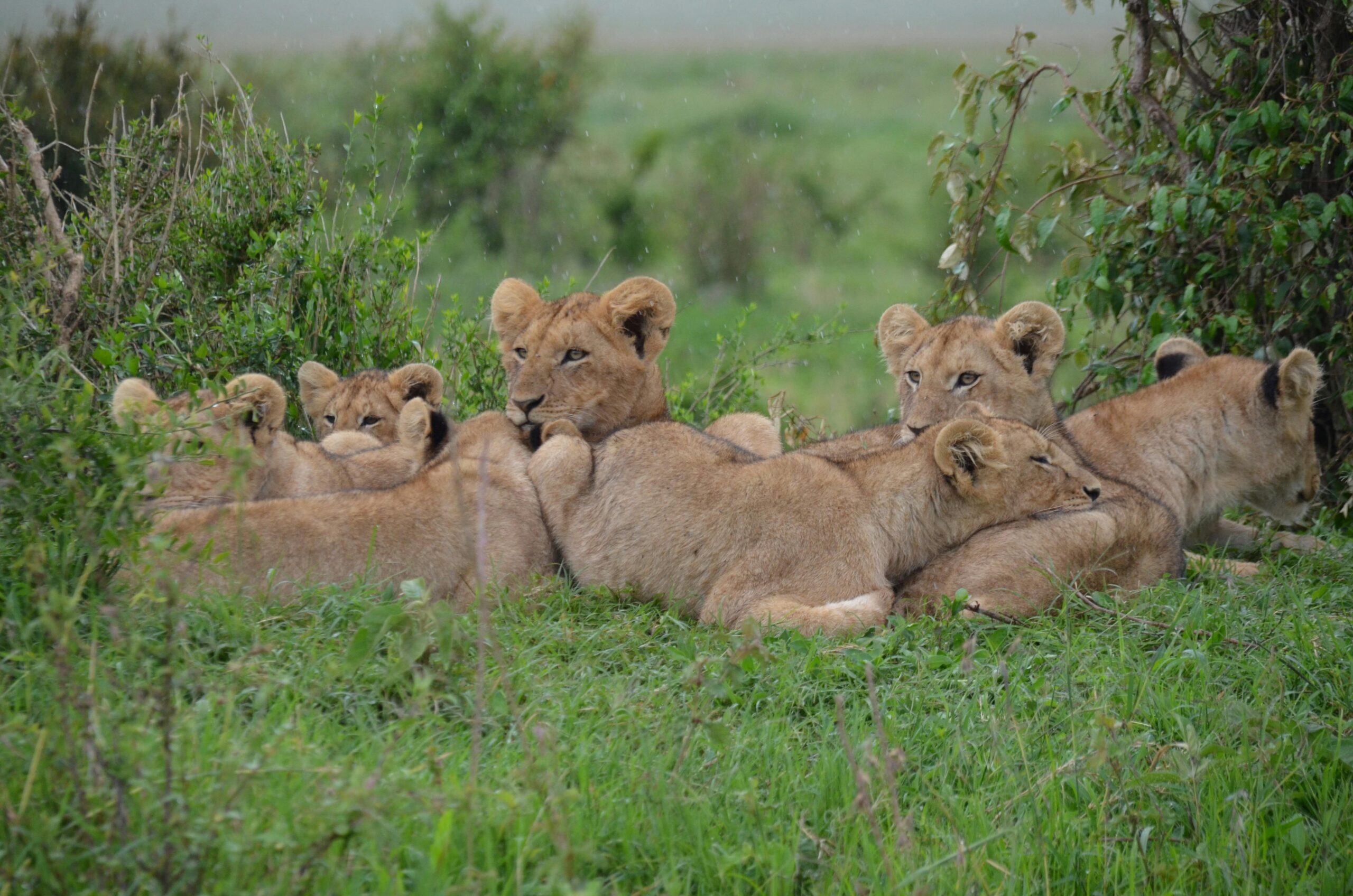 Discover Kenya’s Majestic Lions: A Safari Adventure Awaits! Discover Kenya’s Majestic Lions: A Safari Adventure Awaits!
