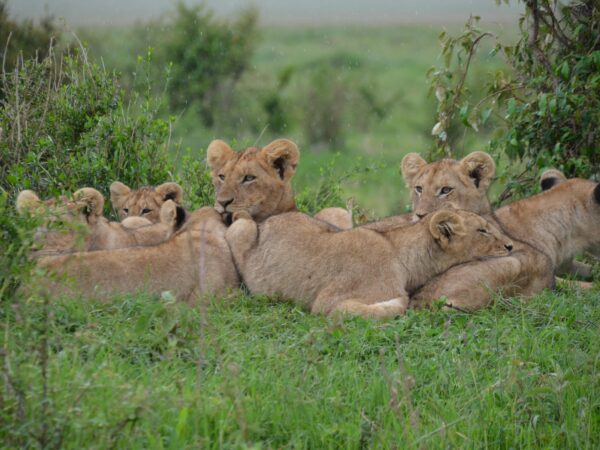 Discover Kenya’s Majestic Lions: A Safari Adventure Awaits!